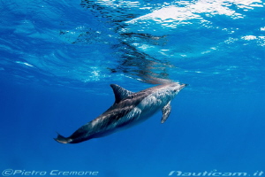 Dolphin in Sataya Reef by Pietro Cremone 